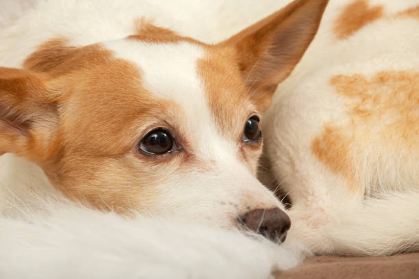 istock jack russell terriere 1192516555