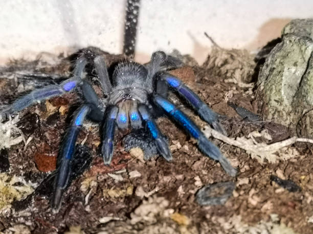 istock chilobrachys sp electric blue 1192516686