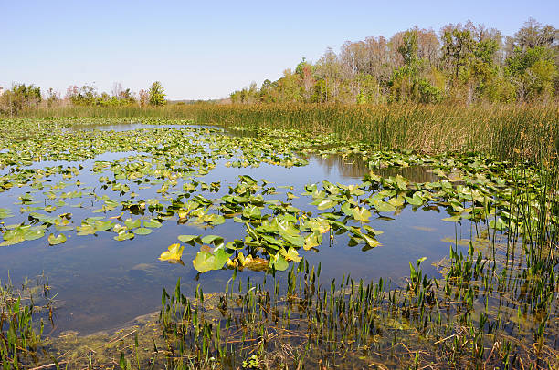 istock Florida Pond with Lily Pads and Grass 119251683