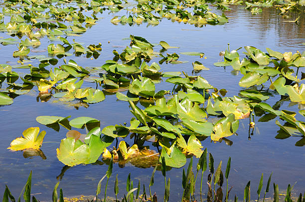 Florida lago com lírio blocos - foto de acervo