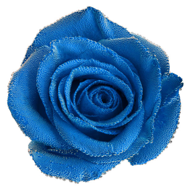 istock A blue rose under air bubbles close-up isolated on white background 1192518609
