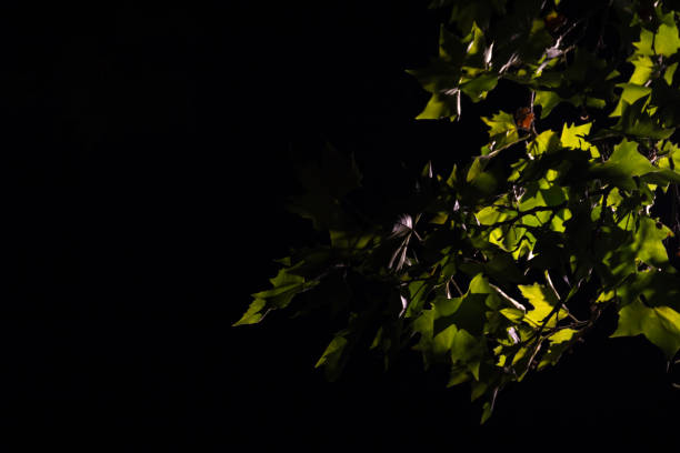 backlit tree leaves stock photo