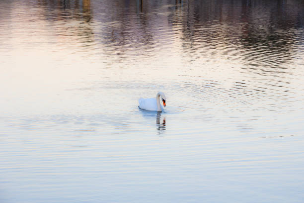 istock white swan on the lake 1192519182