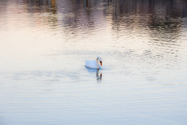 white swan on the lake stock photo