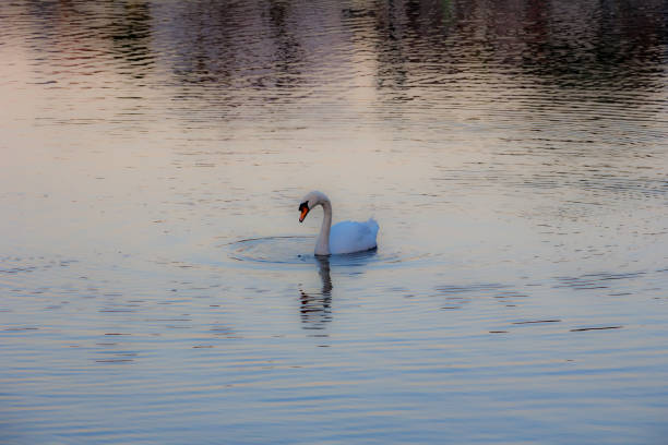 istock white swan on the lake 1192519191