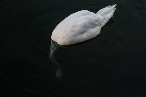 white swan with head under water stock photo