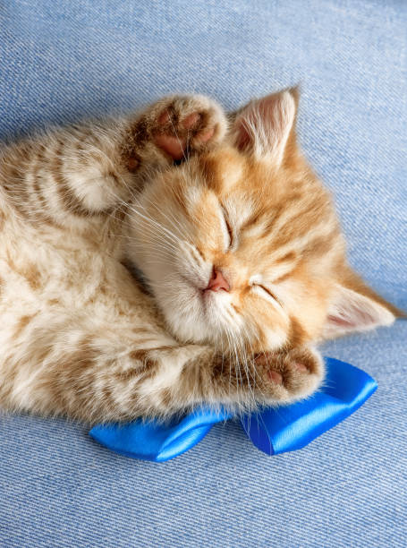 nettes kätzchen schlafen auf einem mann beine - wicker drawers stock-fotos und bilder