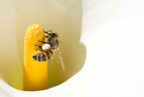 Bee pollinating arum lily stock photo