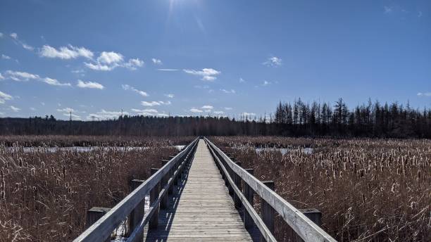 istock Peatland-Blue Sea Trail in November (p5) 1192524074