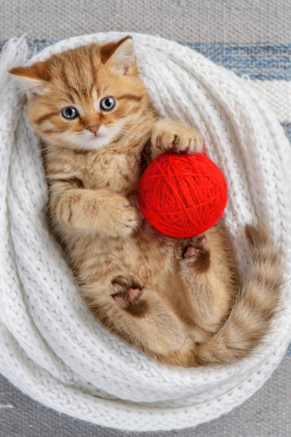 chaton mignon jouant avec des boules de fil - knitting vertical striped textile photos et images de collection