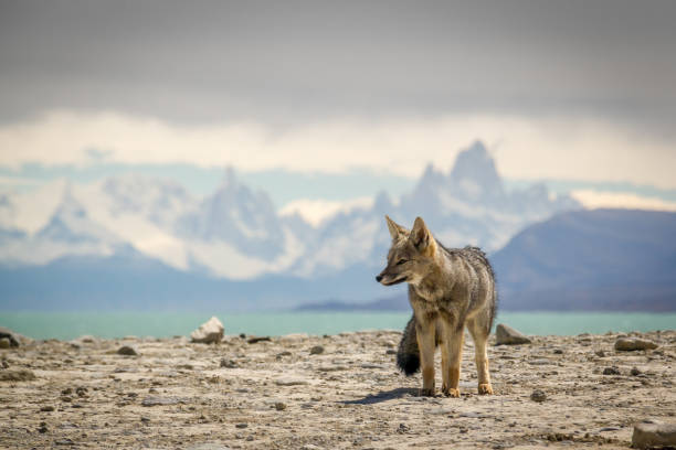 Lone Fox Staring into Distance Lone beige fox staring out over a mountainous and lake backdrop chalten photos stock pictures, royalty-free photos & images