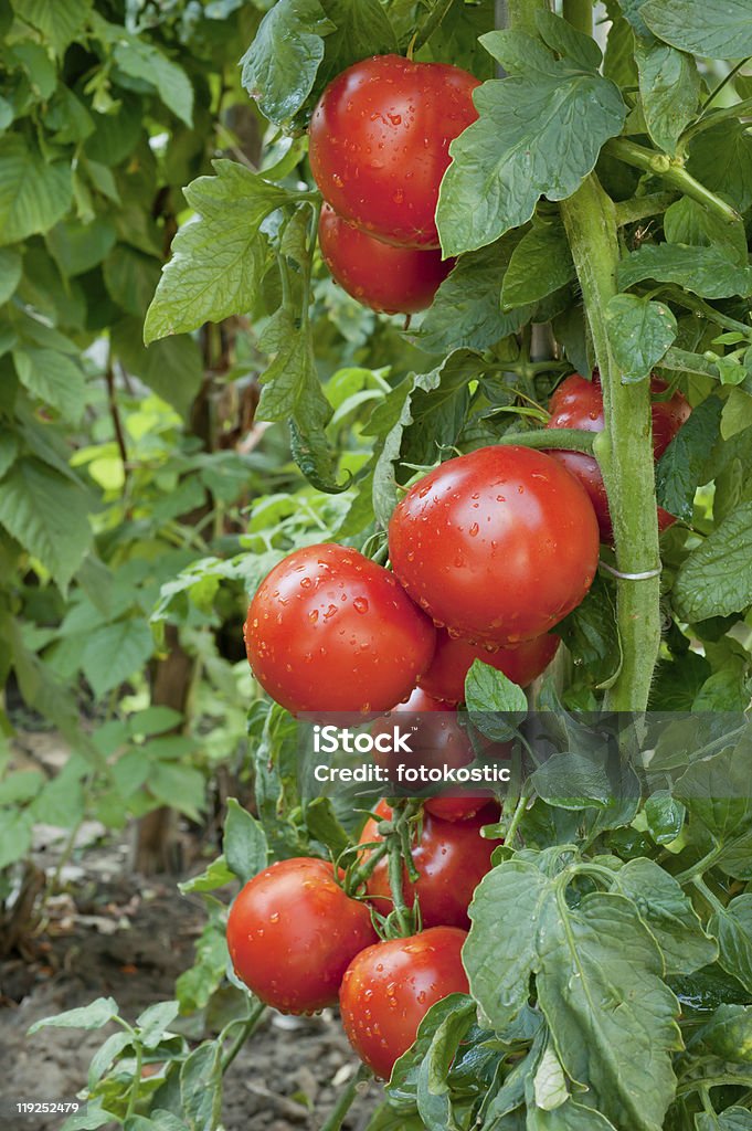 Crescita di pomodoro - Foto stock royalty-free di Agricoltura