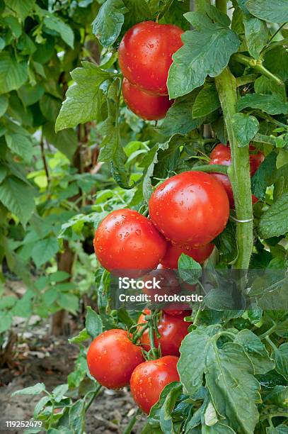 Crescita Di Pomodoro - Fotografie stock e altre immagini di Agricoltura - Agricoltura, Alimentazione sana, Cerchio