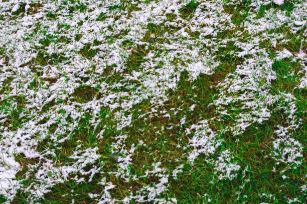 istock Snow on green grass, winter is coming 1192525534