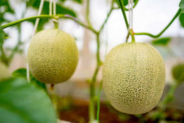 Melon fruit planting in organic farm agriculture