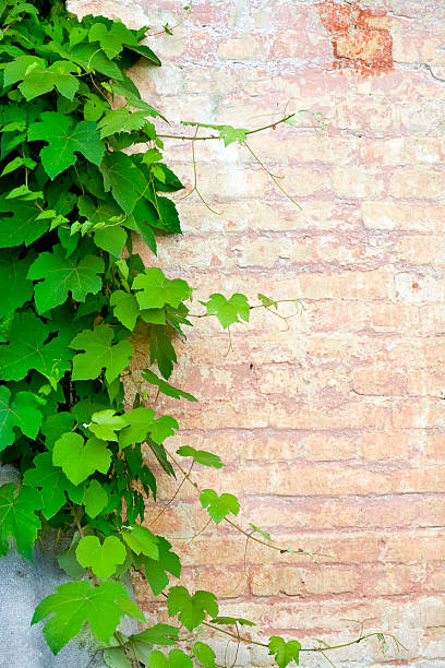 istock green ivy on a brick wall. 119252607
