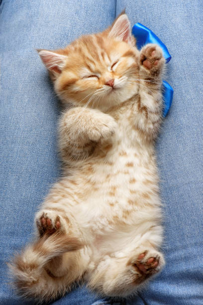istock Cute kitten sleeping on a mans legs 1192526623