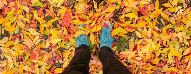 top down view from above on the blue sneakers in the fallen autumn red and yellow leaves