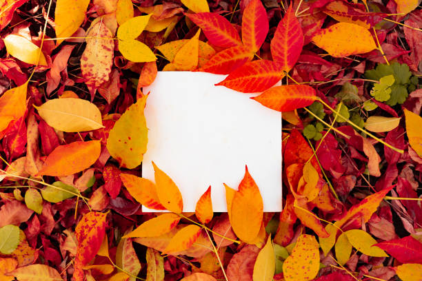 istock a top view abstract square frame with copy space on the golden leaves during autumn 1192527734