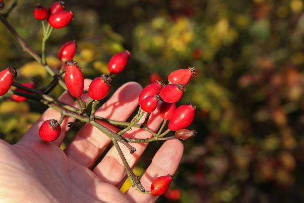 istock Bright red rosehip berries on the palm 1192528151