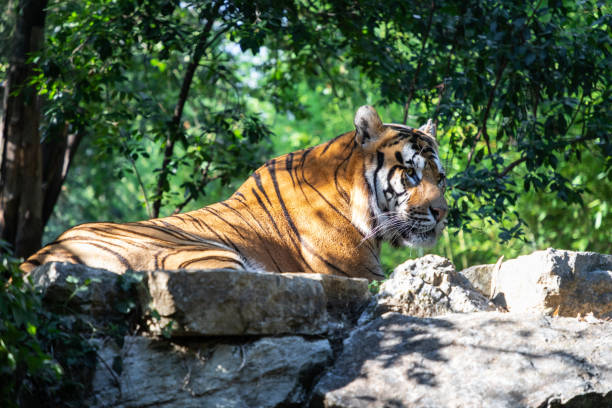 tigre - tiger zoo animal awe - fotografias e filmes do acervo