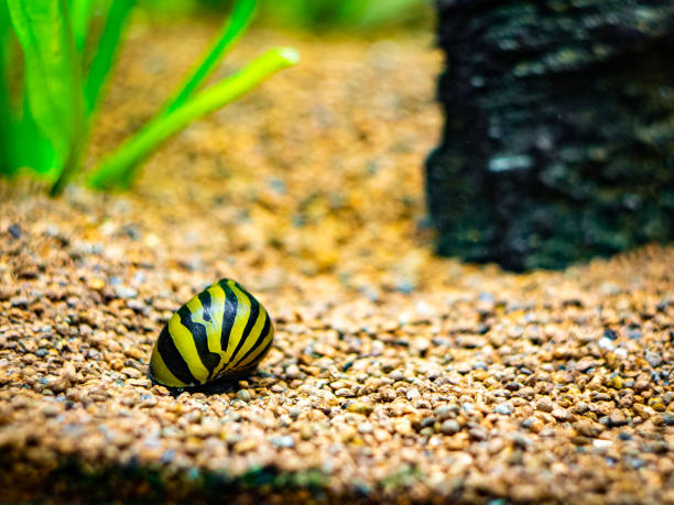 istock spotted nerite snail (Neritina natalensis) eating on a rock in a fish tank 1192528181
