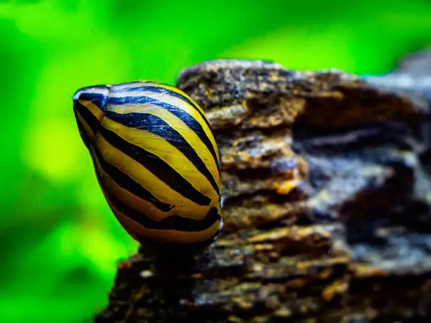 Photo of spotted nerite snail (Neritina natalensis) eating on a rock in a fish tank