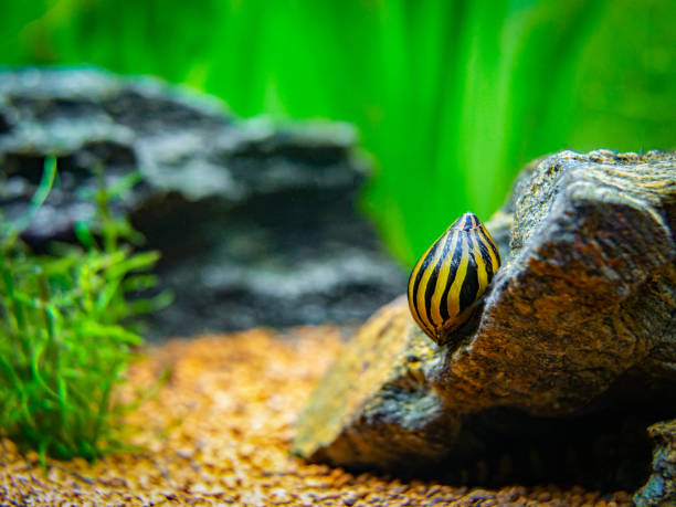 istock spotted nerite snail (Neritina natalensis) eating on a rock in a fish tank 1192528192