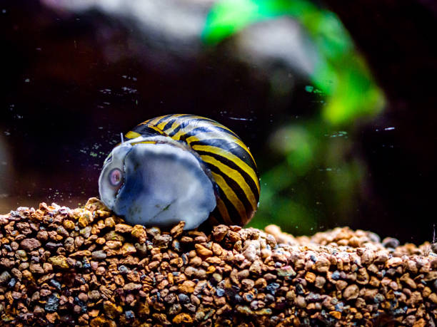 魚のタンクガラスから藻類を食べる斑点のネリトカタツムリ(ネリツナタレンシス) - animal fish tank aquatic beauty in nature ストックフォトと画像