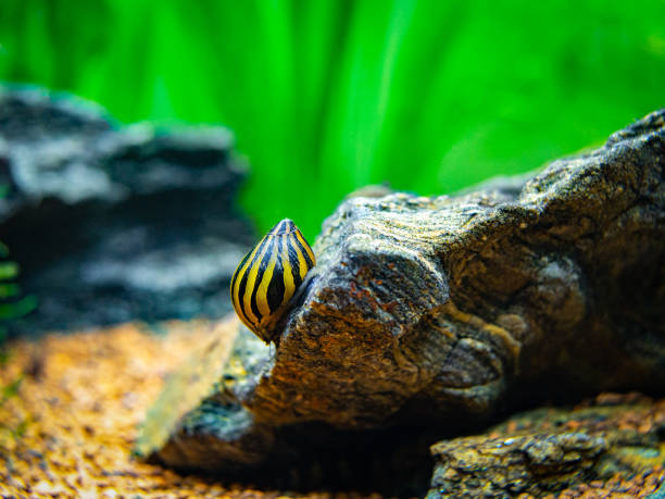 istock spotted nerite snail (Neritina natalensis) eating on a rock in a fish tank 1192528197