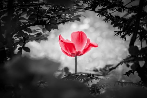 istock Reddish tulip soul in black white for peace heal hope 1192530309