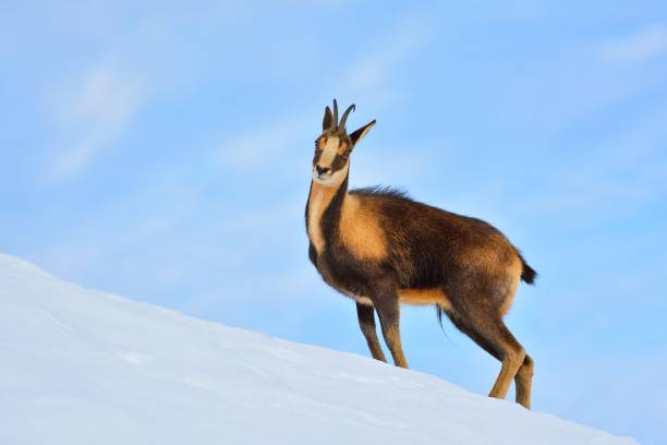 Chamois in the snow Chamois in the snow on the peaks of the National Park Picos de Europa in Spain. Rebeco,Rupicapra rupicapra. chamois animal photos stock pictures, royalty-free photos & images