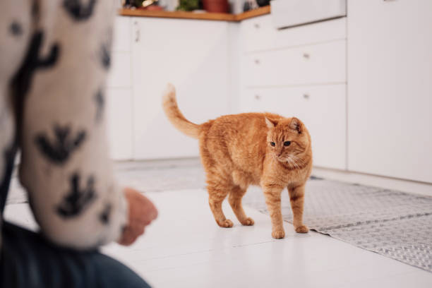 istock Man And his cat indoors in kitchen 1192530743
