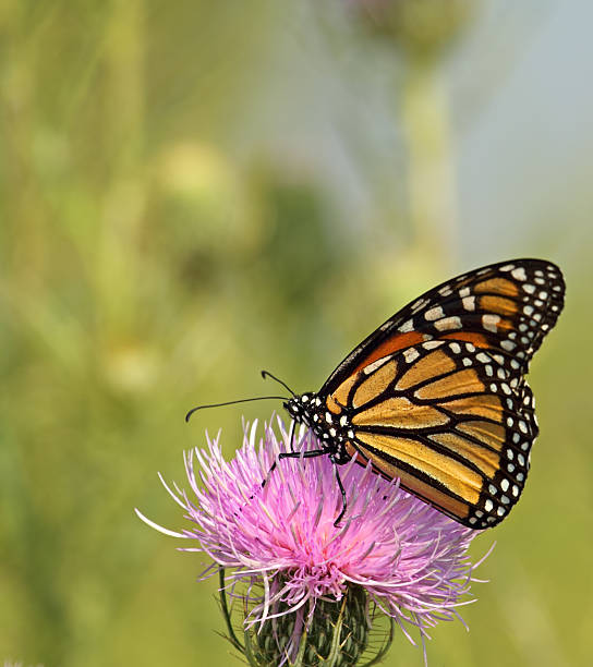 istock Monarch Butterfly, Danaus plexippus 119253101