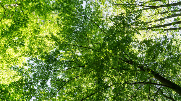 istock tree tops in summer season 1192532342