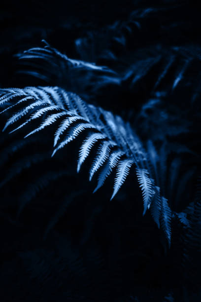 istock beautiful background with fern leaf in a dark forest 1192532521