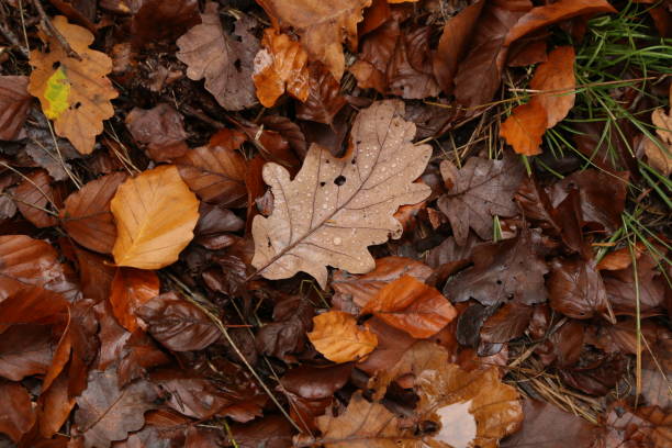 istock Brown autumn leaves lie on the ground 1192532609