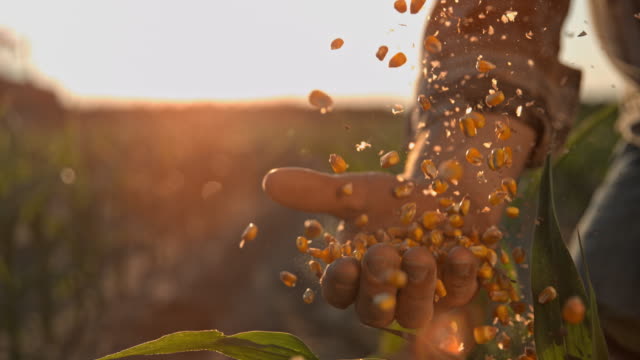 SUPER SLO MO Farmer cupping maize kernels after harvest is done