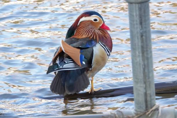 istock A beautiful Male Mandarin Duck 1192533823