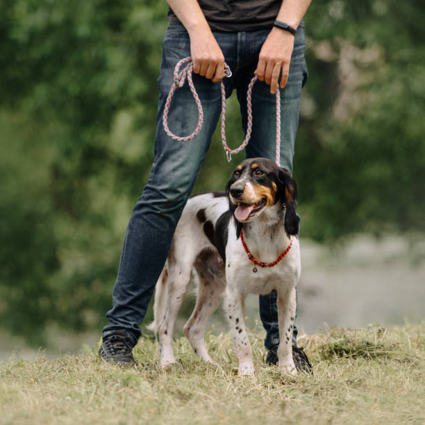 istock owner standing with a beautiful dog on a leash outdoors in summer 1192536911