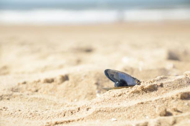 istock A seashell on the beach and Pearl inside 1192538846