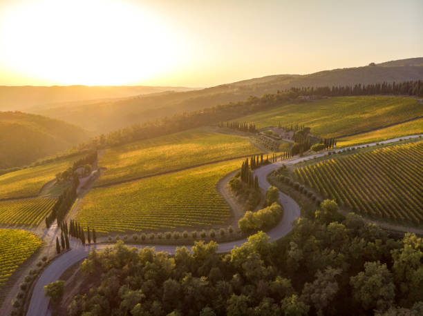 Vineyard landscape Vineyard landscape from drone in susnet time chianti region stock pictures, royalty-free photos & images