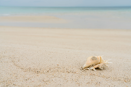 One large Sea shells on the sandy beach, turquoise sea in background.