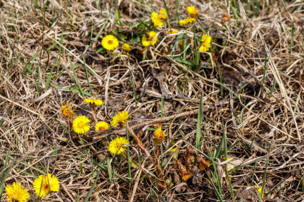 istock Coltsfoot flower (Tussilago farfara) on meadow 1192540174