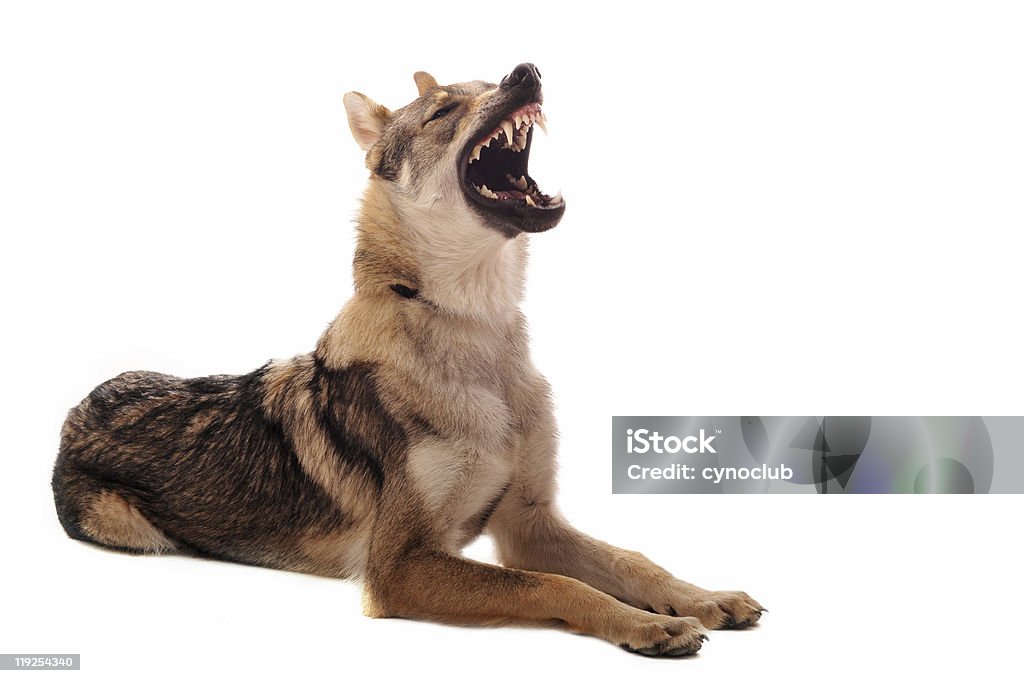 Czechoslovakian Wolfdog - Zbiór zdjęć royalty-free (Gniew)