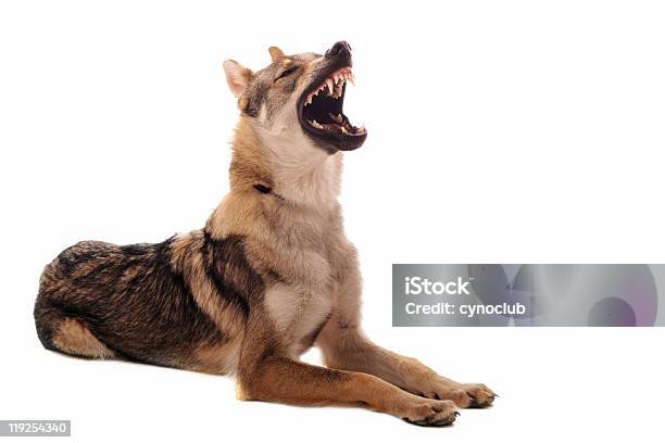 Czechoslovakian Wolfdog - zdjęcia stockowe i więcej obrazów Gniew - Gniew, Niezadowolony, Owczarek niemiecki