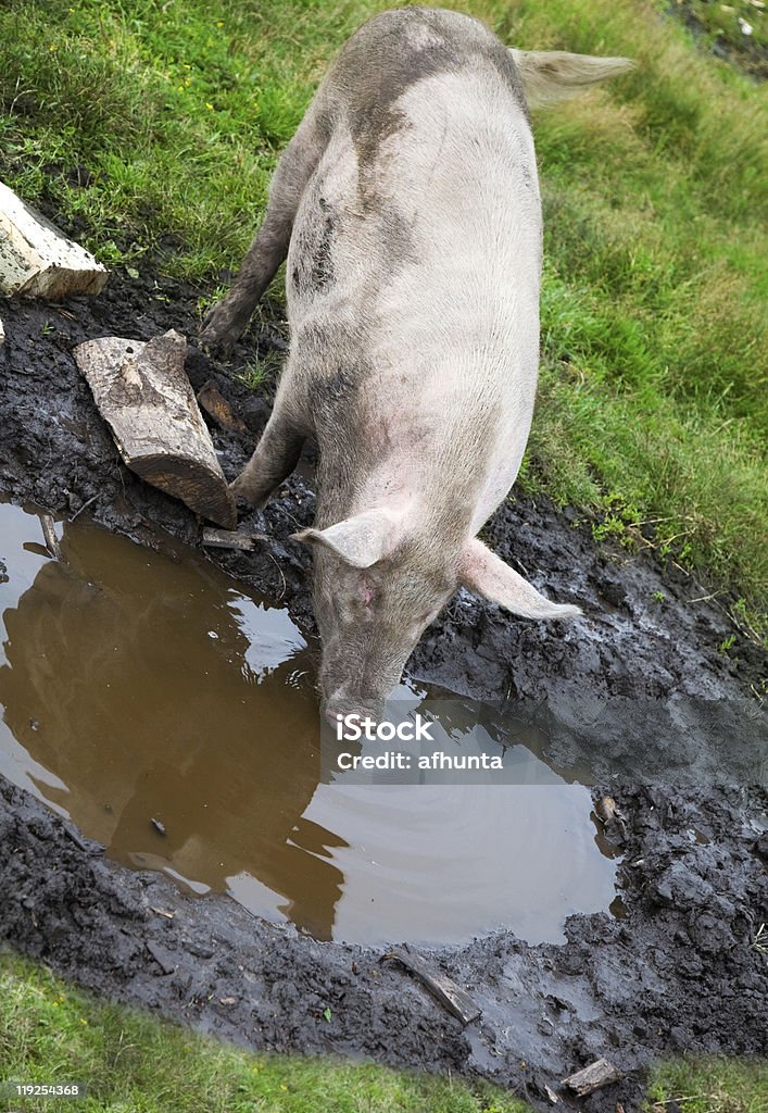 Porco Peneirar através Poça - Royalty-free Agricultura Foto de stock