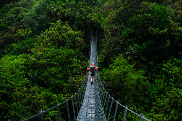 Swing Bridge Hiking in New Zealand footbridge photos stock pictures, royalty-free photos & images