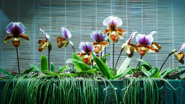 Close-up of a window decoration made of beautiful set of purple white slipper orchids.