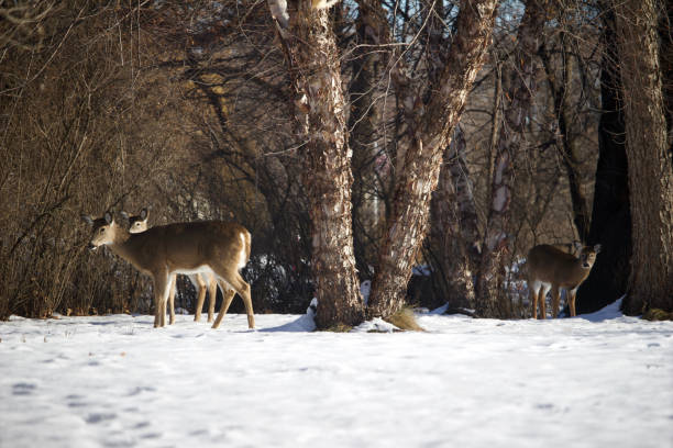 istock A pair of white-tail deer standing near a birch tree in snow covered ground 1192544847